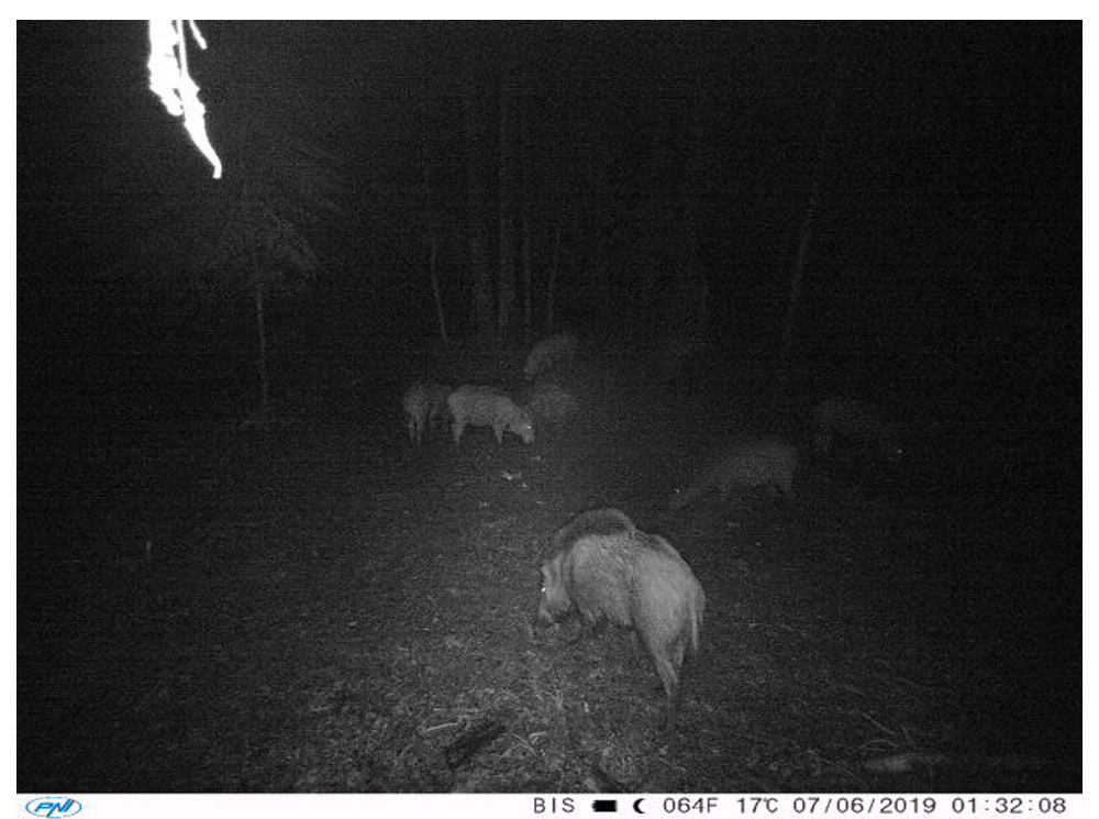 camera vanatoare IR si PIR 20m