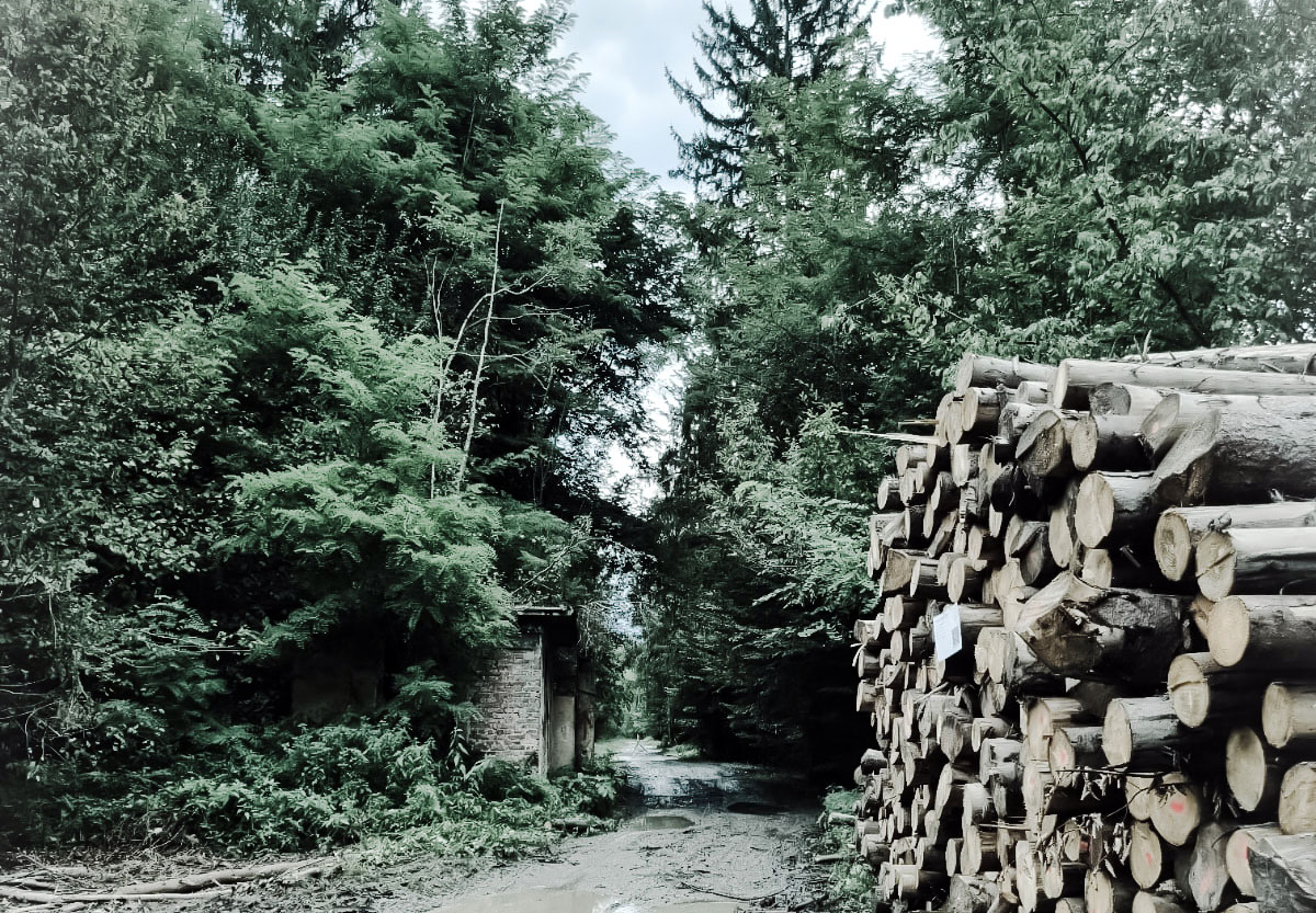 Drum de pamant cu un morman de busteni asezat in mijloc, inconjurat de natura verde si cer senin la competitie airsoft